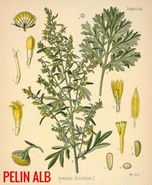 Ceai de pelinita sau pelin dulce (Artemisia Annua), 100 g