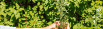 Artemisia annua artemisinin