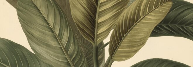 Graviola (Annona muricata): Proprietăți, utilizări și compuși activi ai plantei tropicale